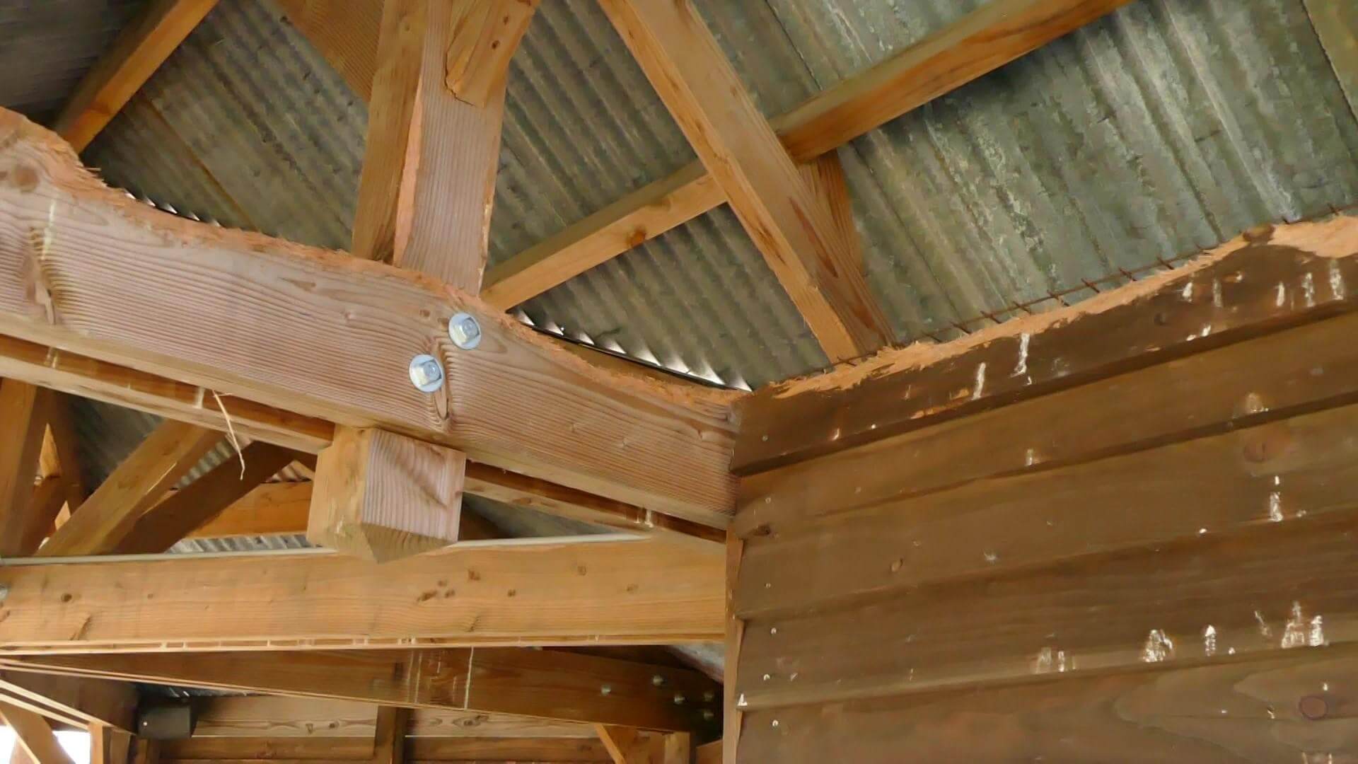 bois travaillé perroquet.jpg