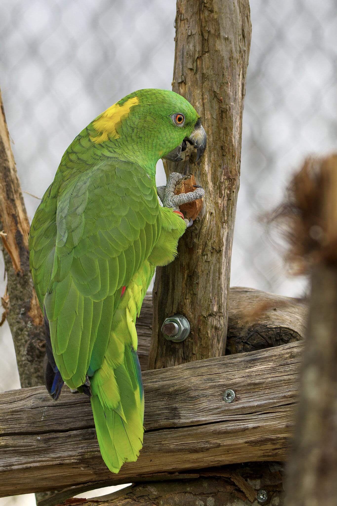 amazone bois parrot world