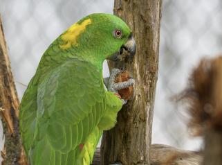 amazone bois parrot world