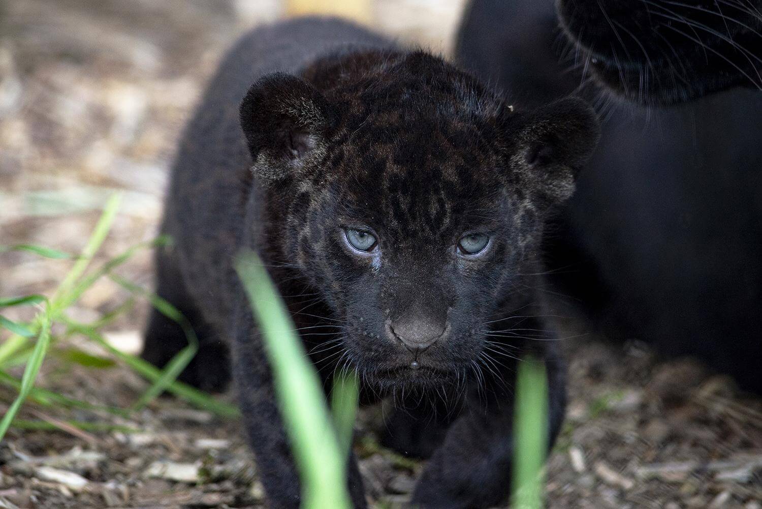 Un bébé jaguar noir né au zoo Parrot World en avril 2022
