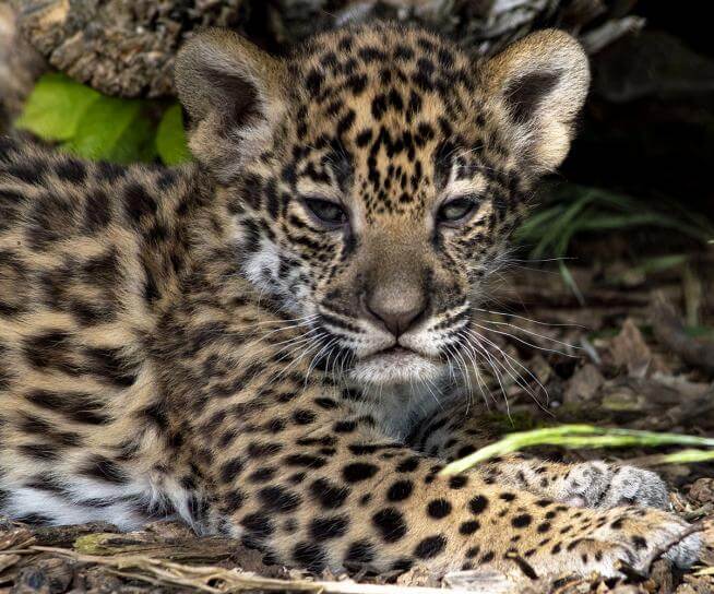 Un bébé jaguar beige tacheté né au zoo Parrot World en avril 2022