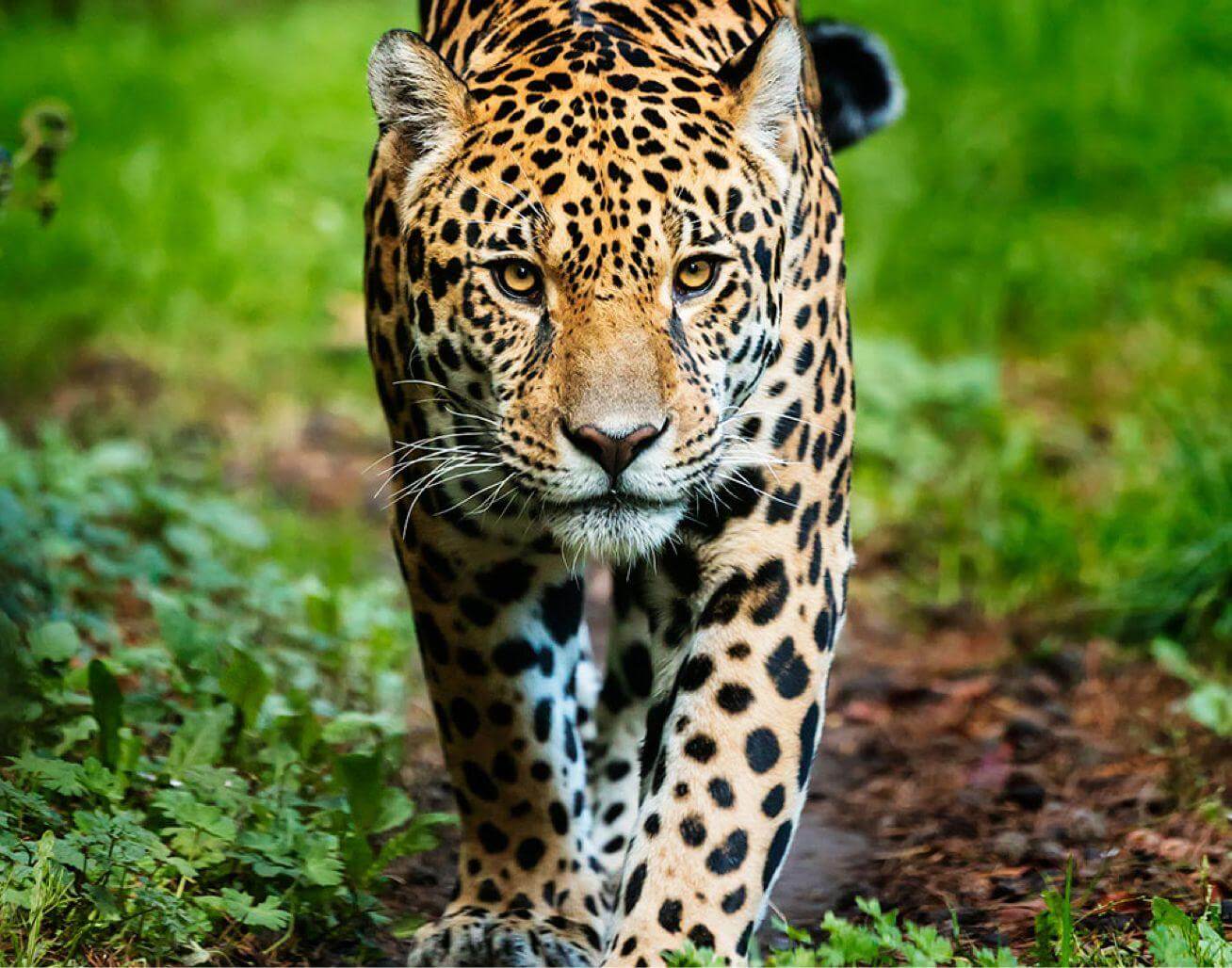 Jaguar