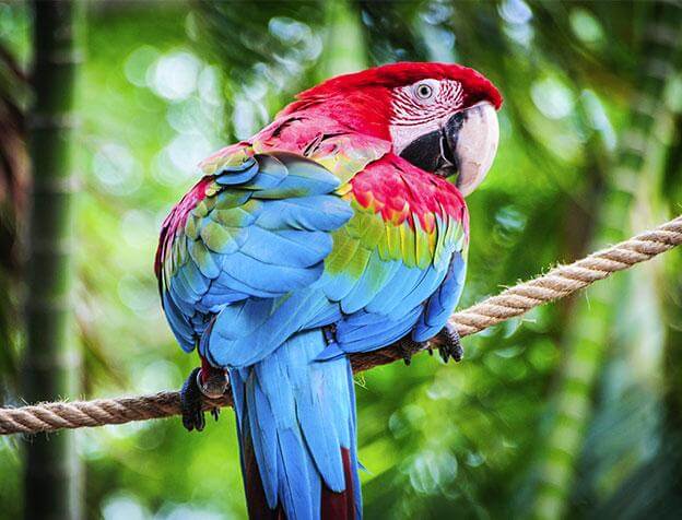 perroquet rouge et bleu perché sur une corde 