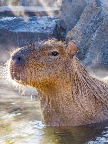 Capybara grand cabiaï qui se baigne dans l'eau 