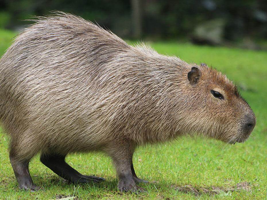 Capybara