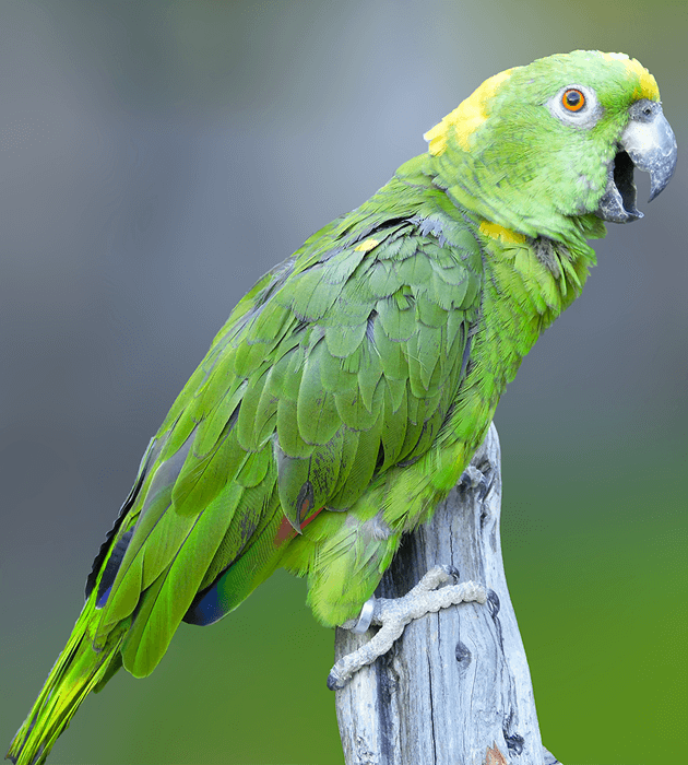 Amazone à nuque d'or