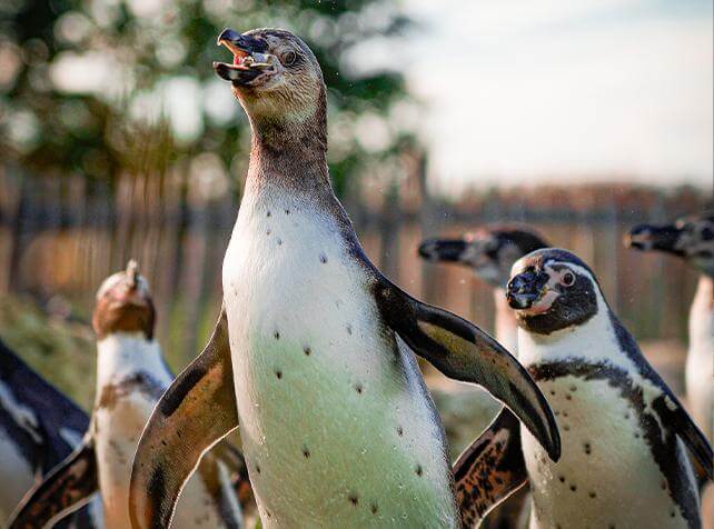 Manchots de Humboldt Parrot World - ©Adrien HEGER