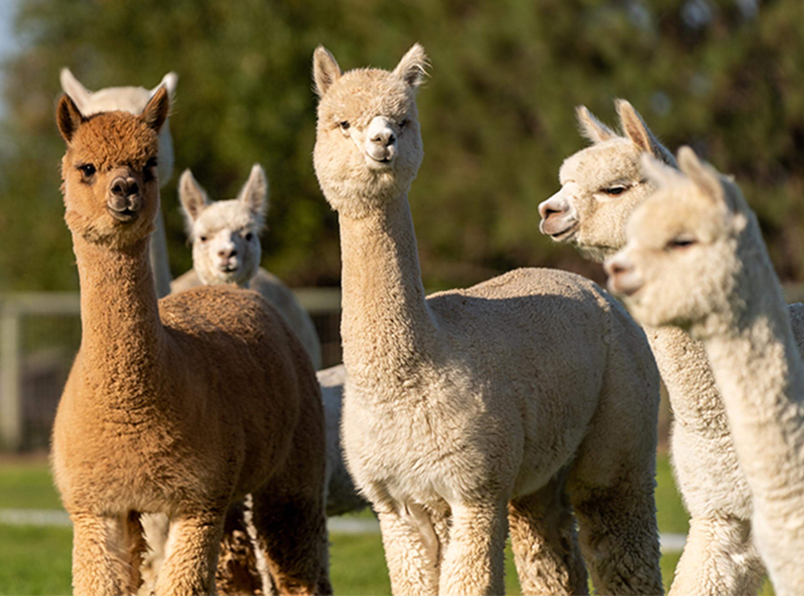 Soigneur en Herbe 10