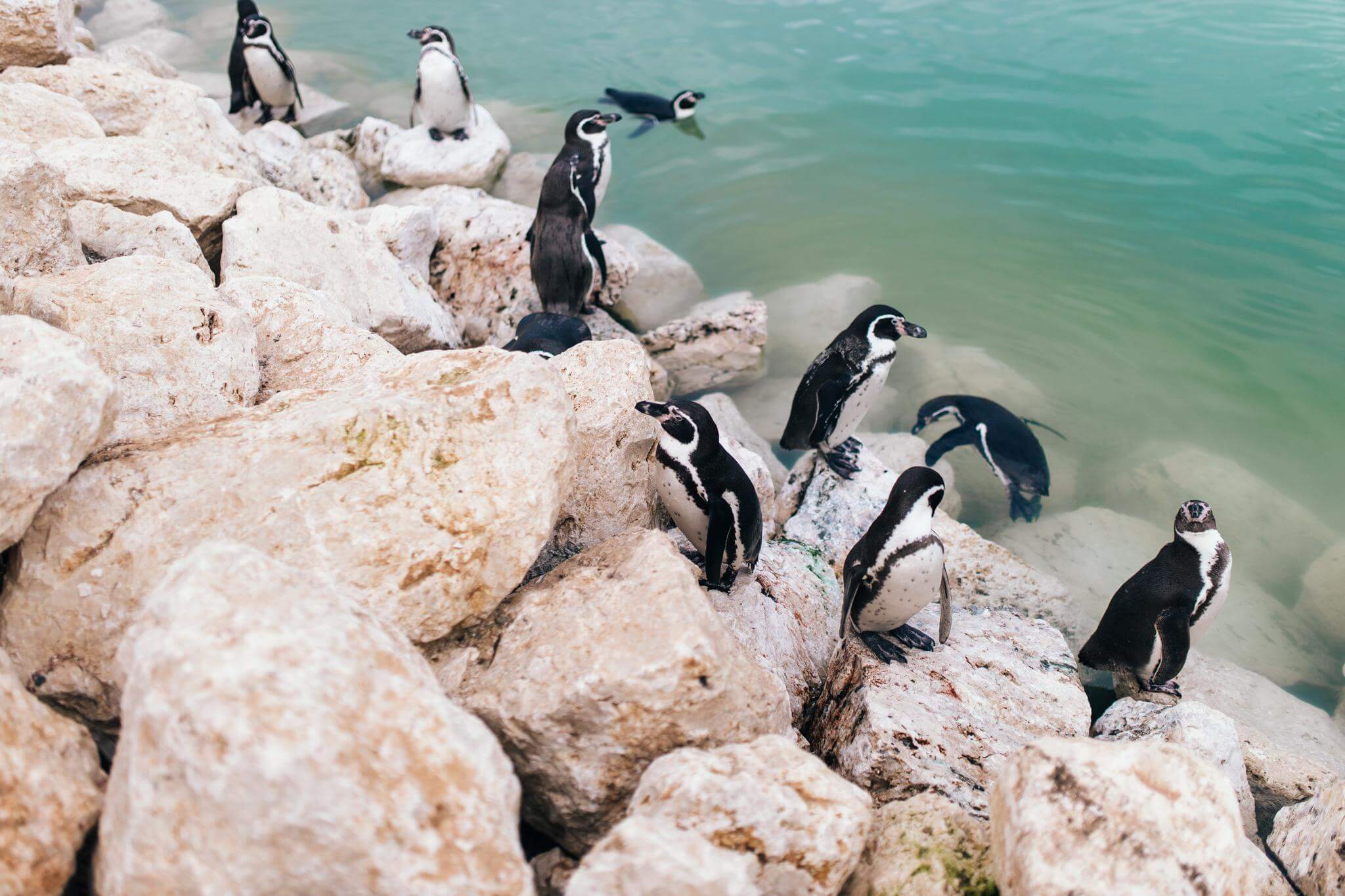 manchot humboldt parrot world