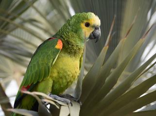 amazone parrot world