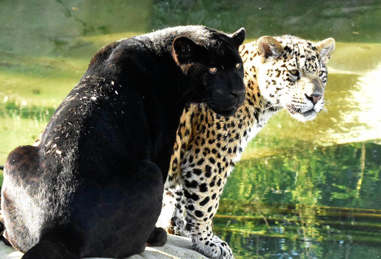 Baalam et Akabo 1 an