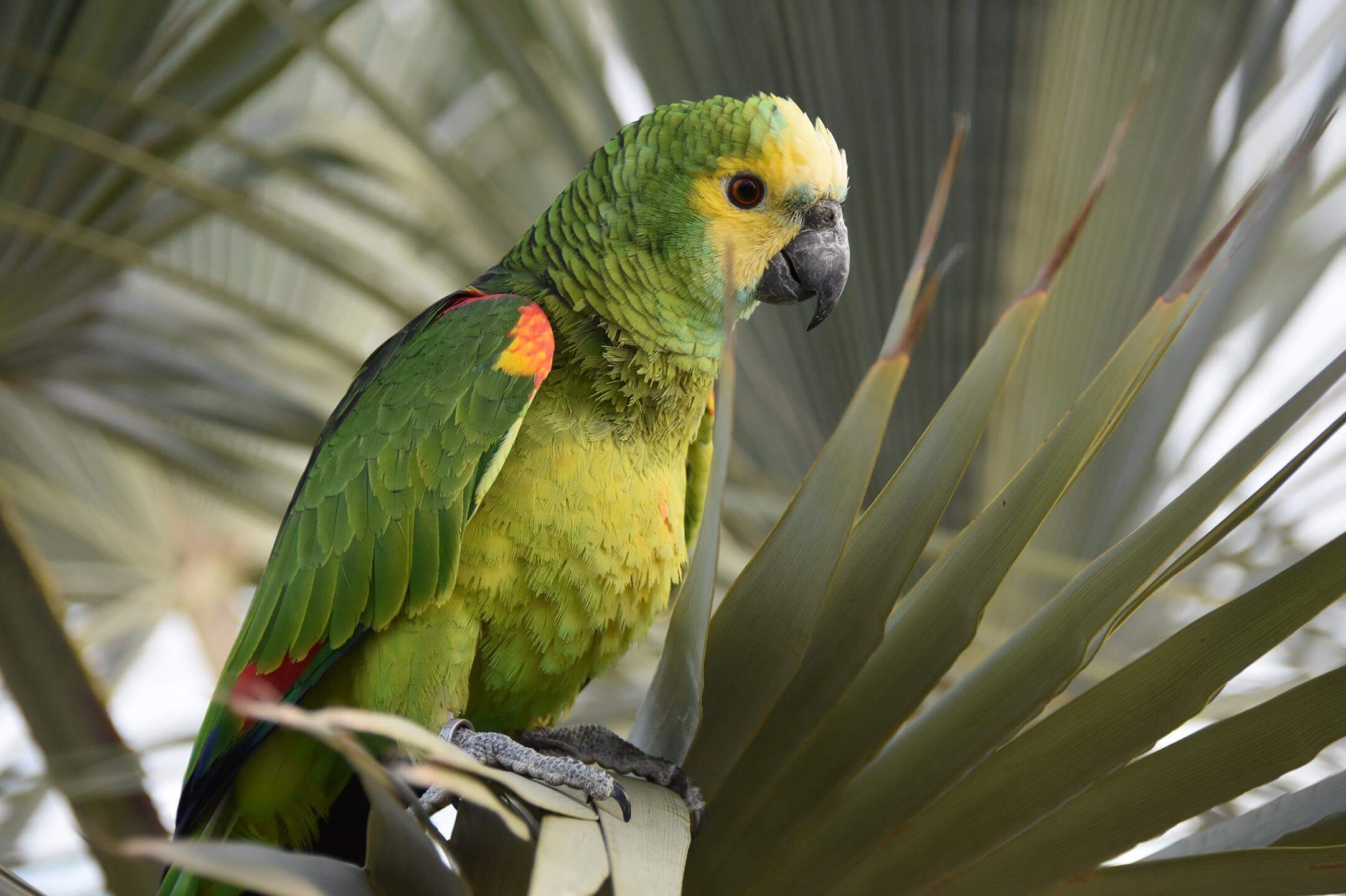 amazone parrot world