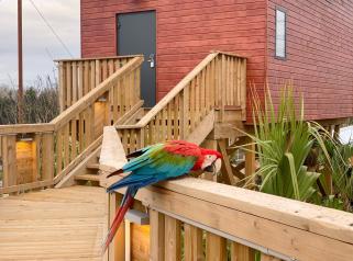 perroquet lodge village parrot world