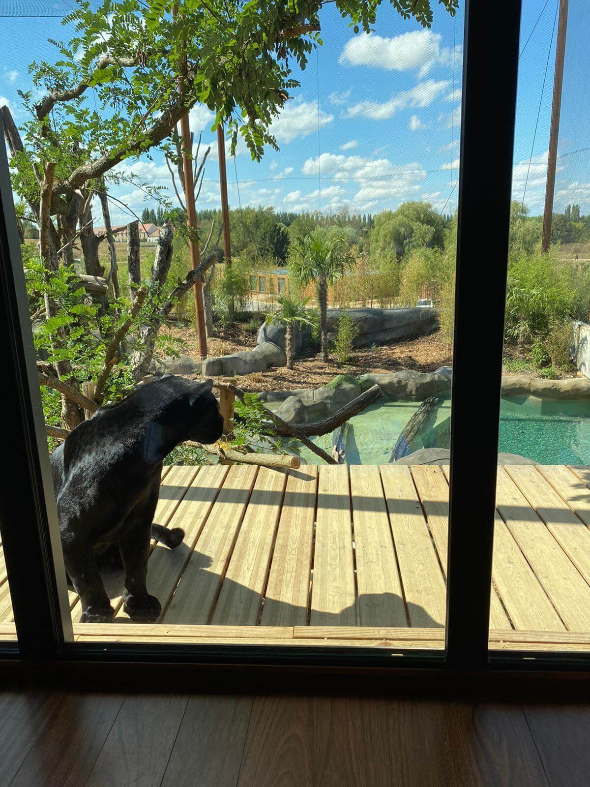 lodge jaguar vue parrot world