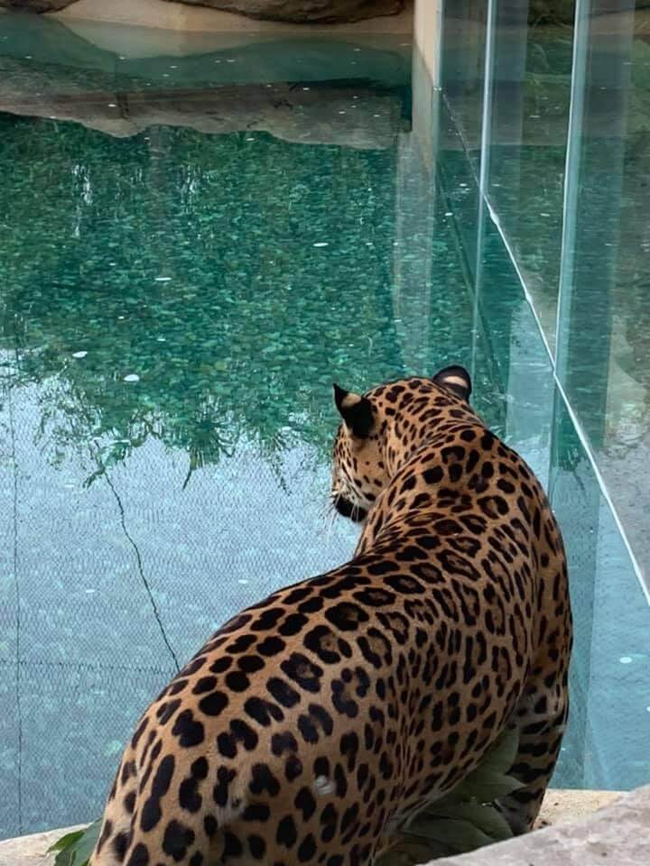 Jaguar devant un bassin