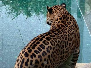 Jaguar devant un bassin