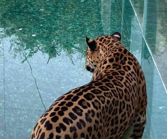 Jaguar devant un bassin