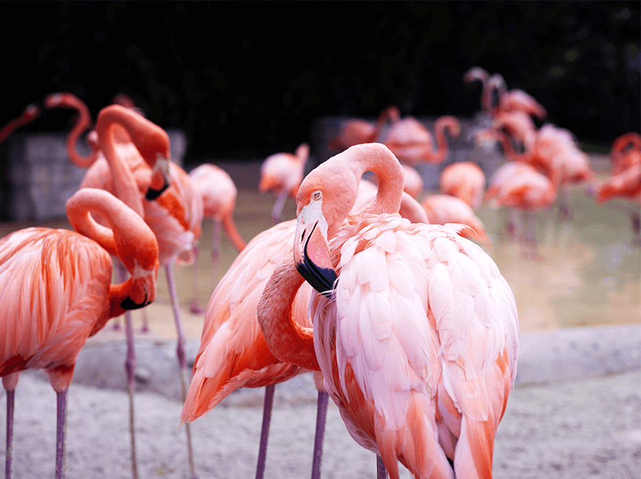 flamants de cuba