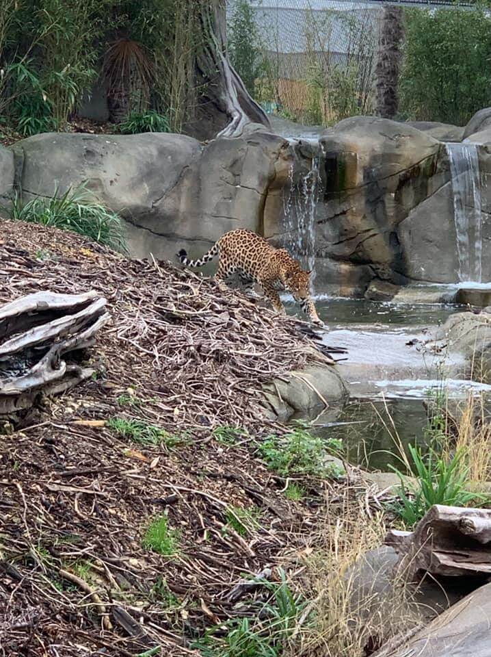 Jaguar Ti'Punchà côté d'une cascade
