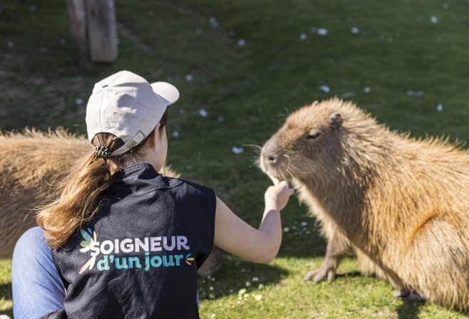 soingeur d'un jour capybara