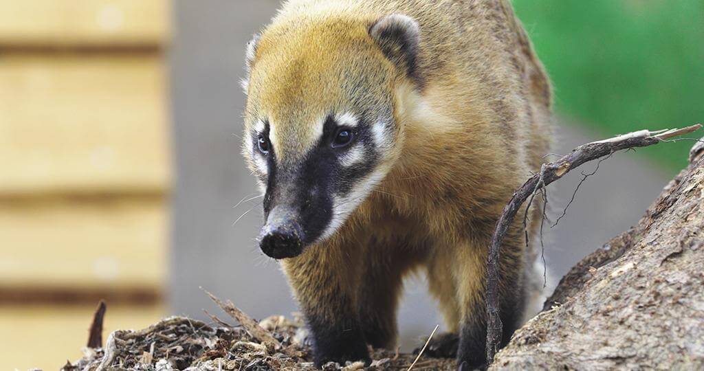 coatis