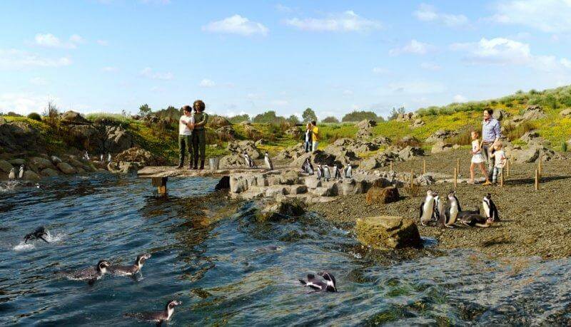 Manchots de Humboldt dans leur bassin à Parrot World 