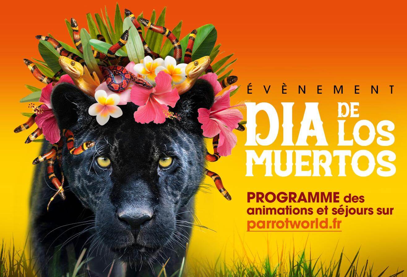 Dia De Los Muertos 2023 Parrot World