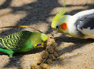Perruches Parrot World