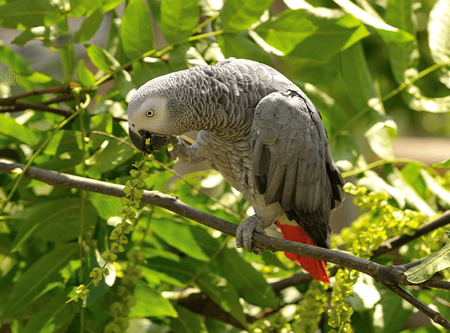 Gris du Gabon Parrot World