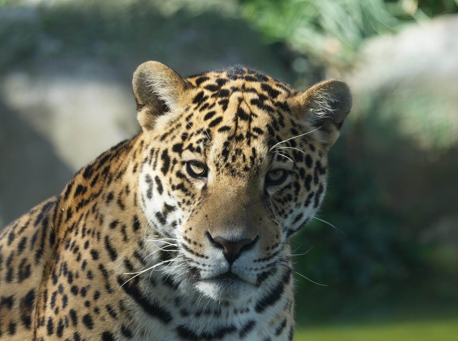 Baalam Jaguar Parrot World 1