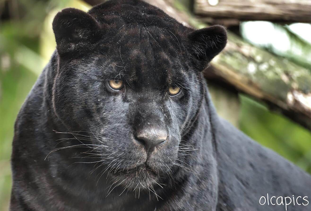 Akabo - Jaguar Parrot World