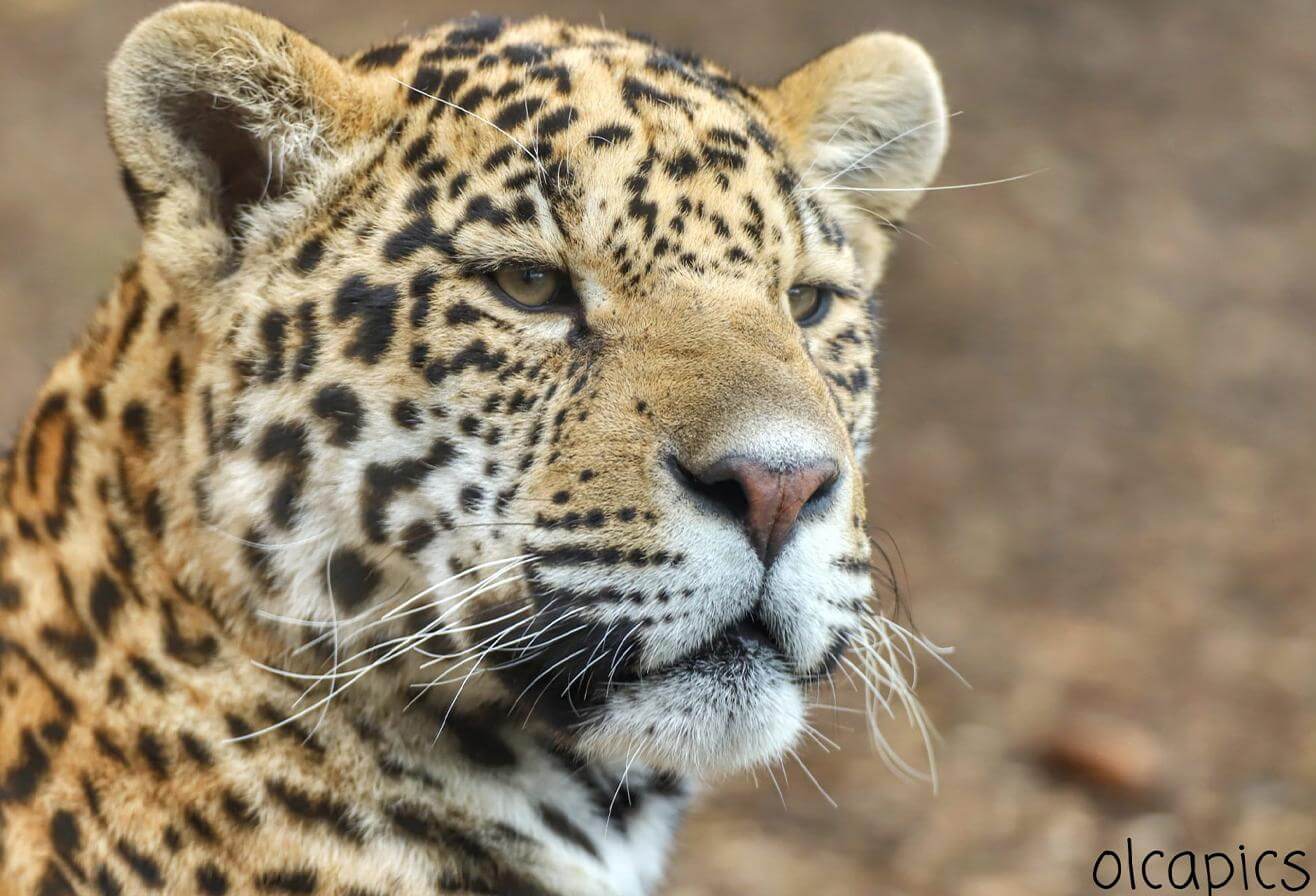 Baalam - Jaguar Parrot World