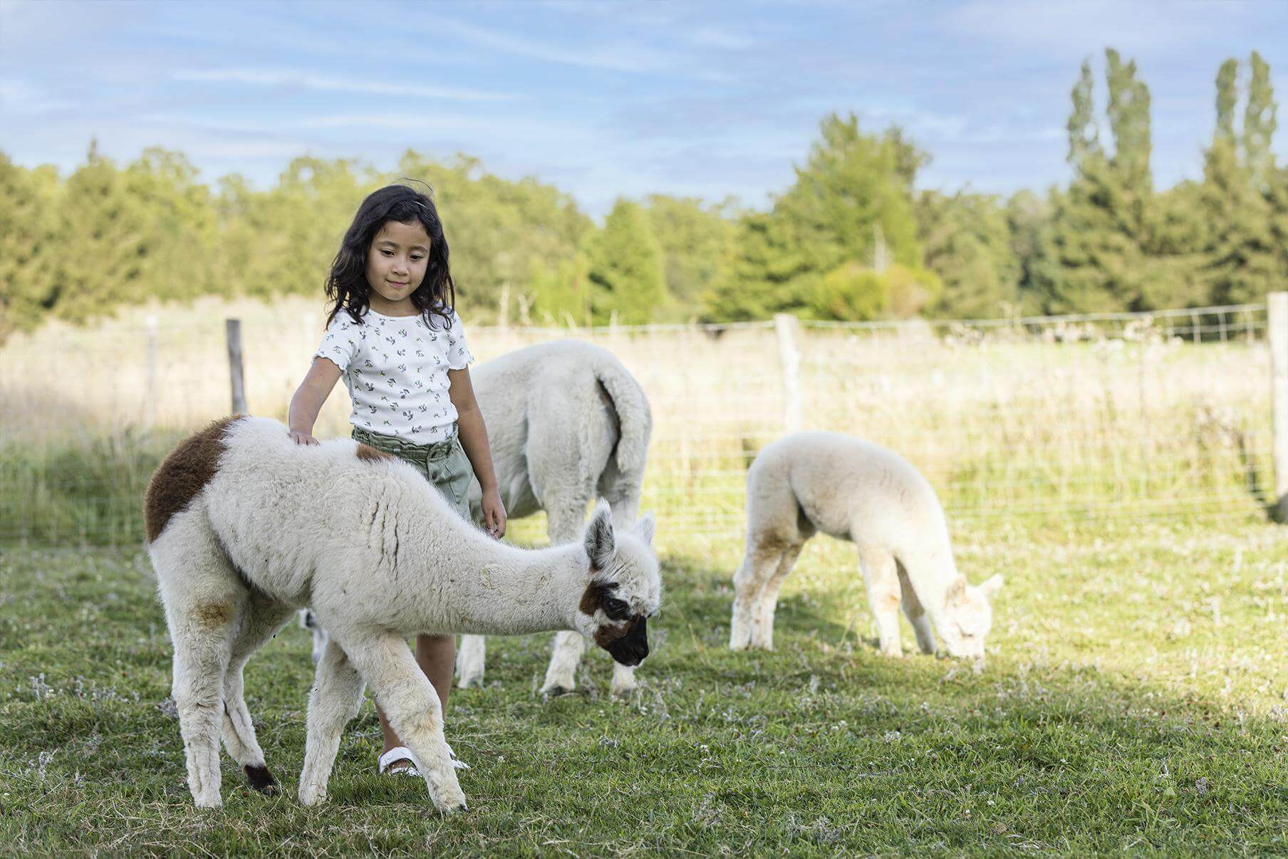 Ranch des enfants Alpagas