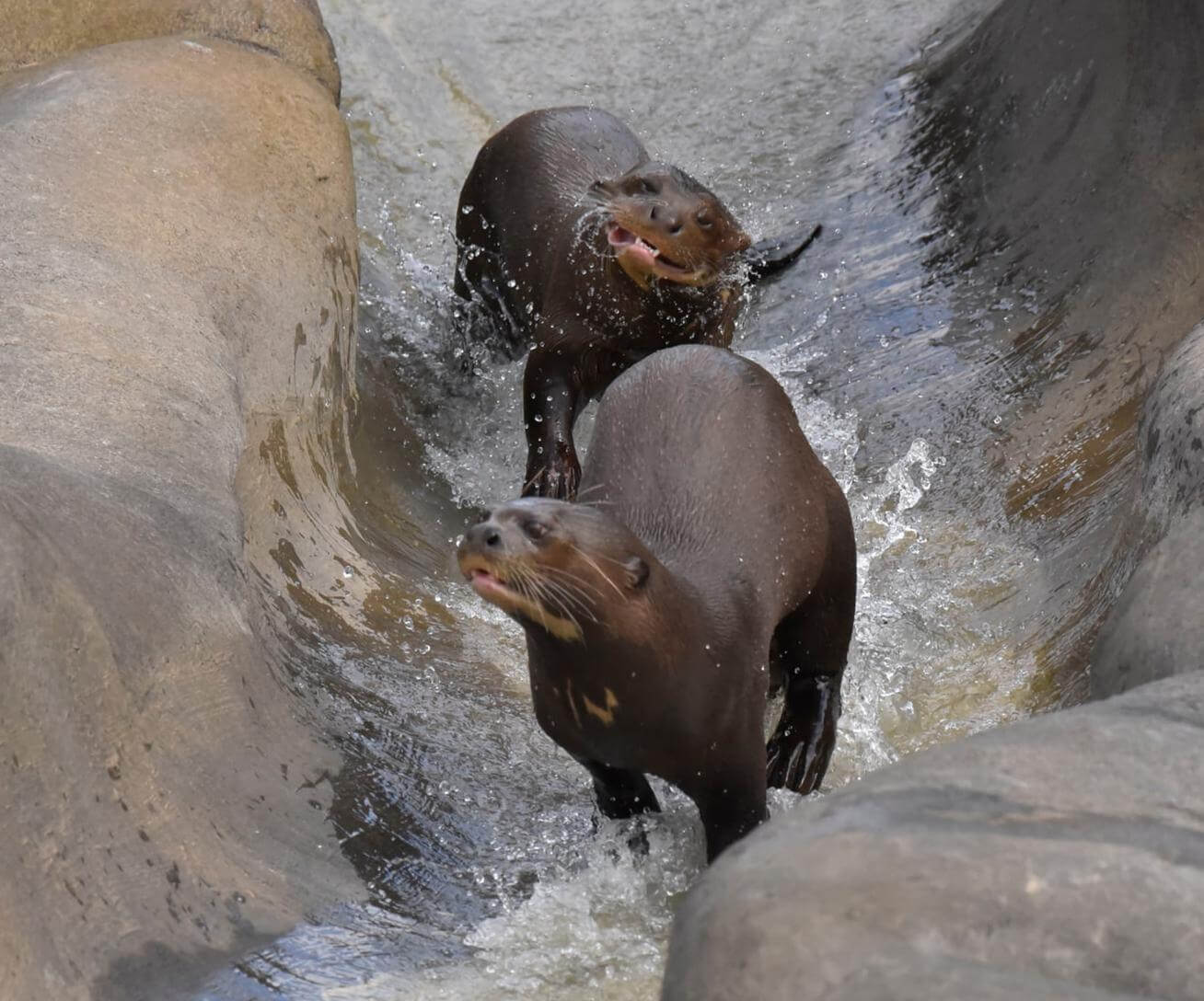 Loutres géantes Parrot World - Jean-Paul Geri 2