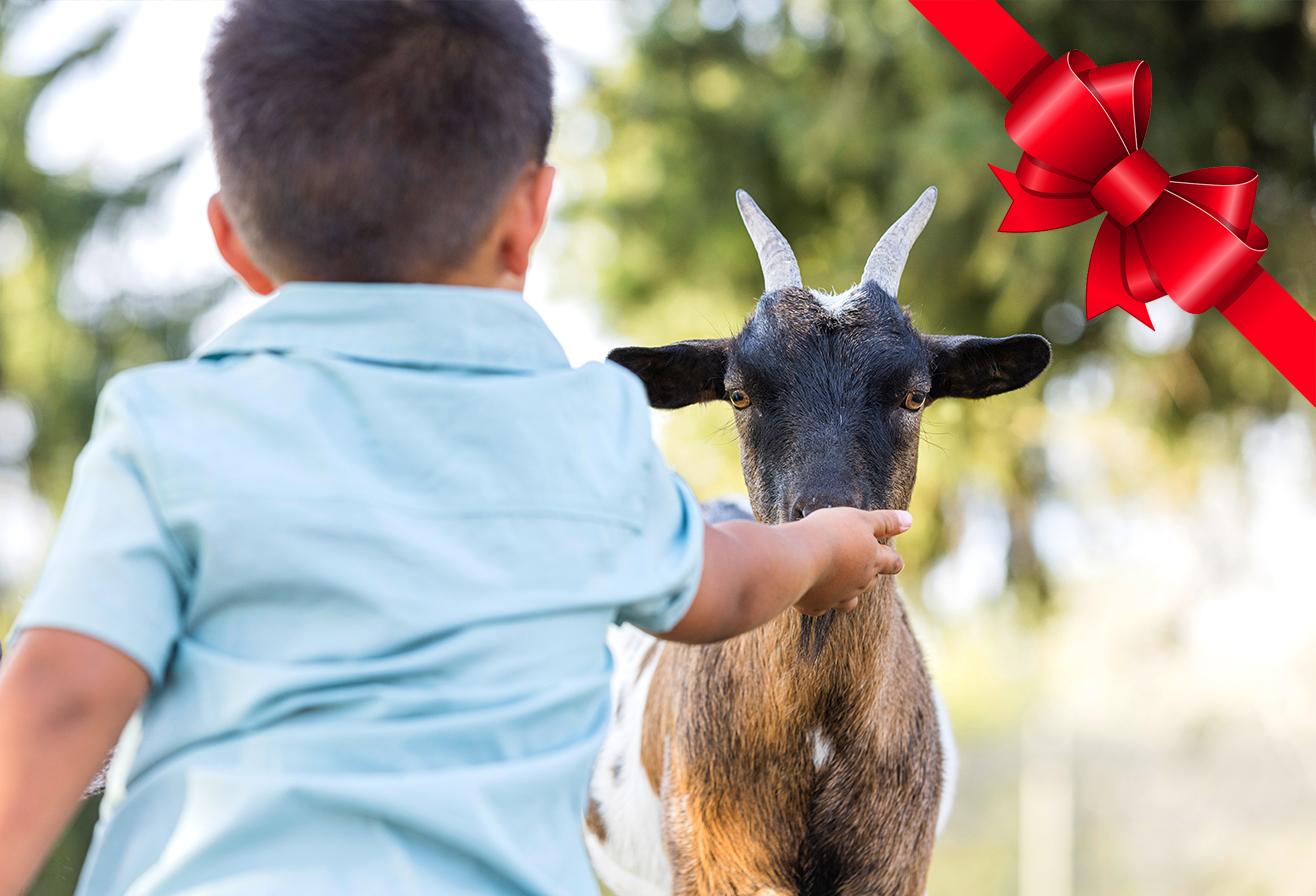 Idées cadeaux 2024 Soigneur en Herbe|Parrot World