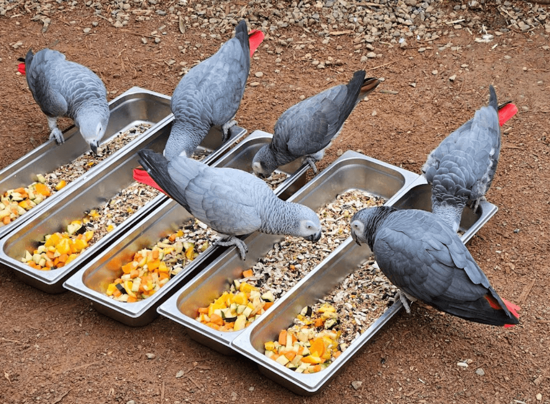 Perroquets gris du Gabon