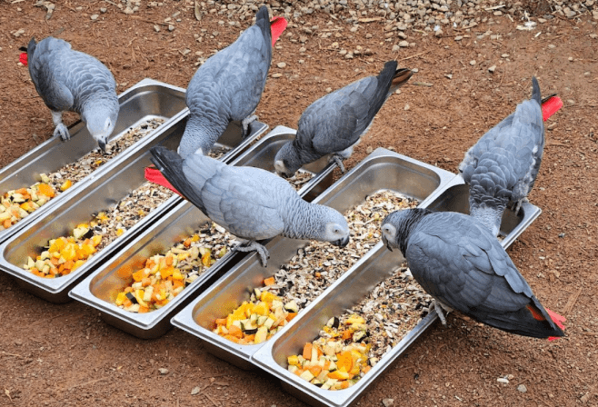Perroquets gris du Gabon