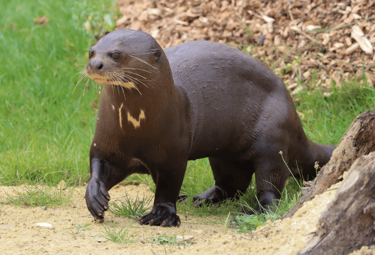 Loutre géante