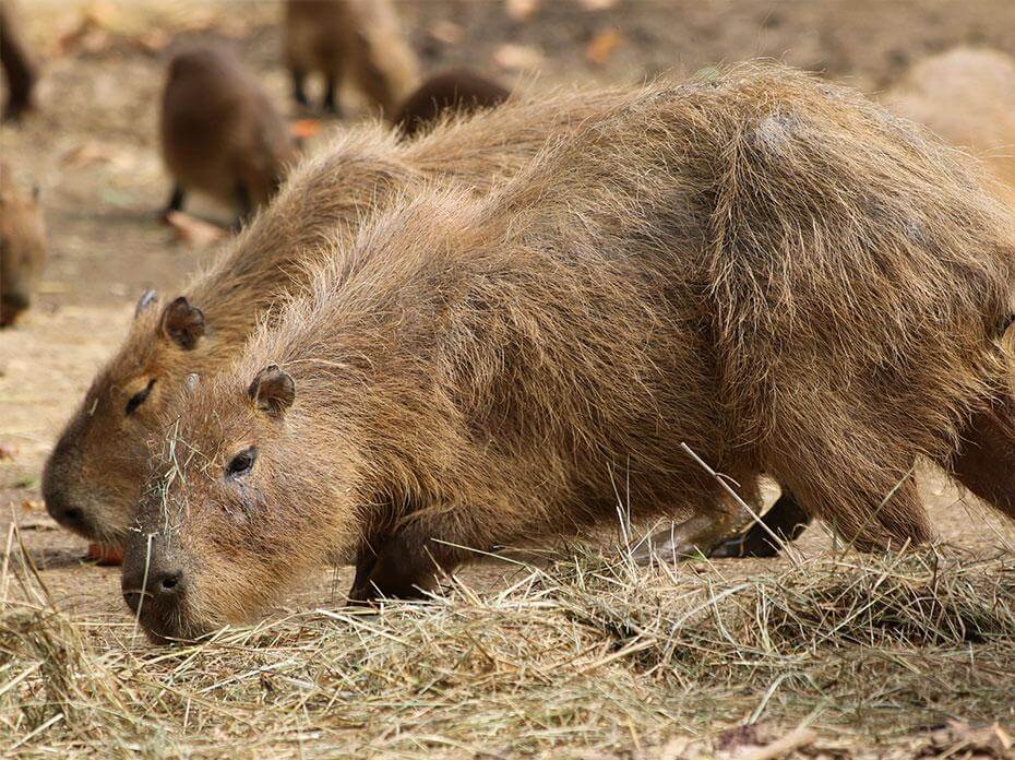 capybara paille