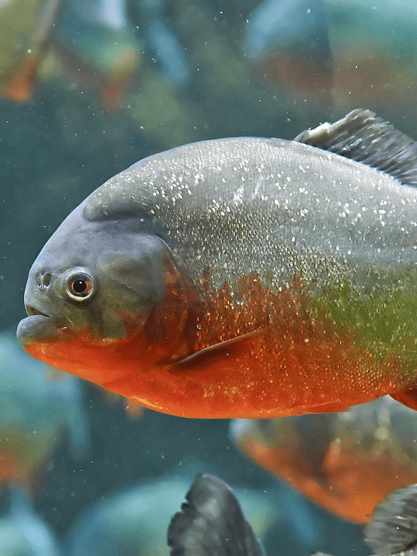 Piranha rouge