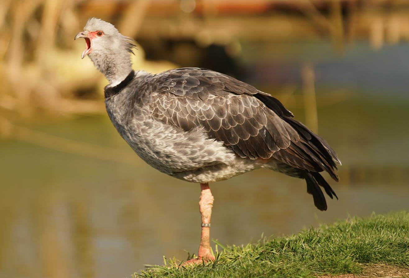 Parrot World - Activité sortie scolaire - Drôle d’oiseaux - CYCLE 2
