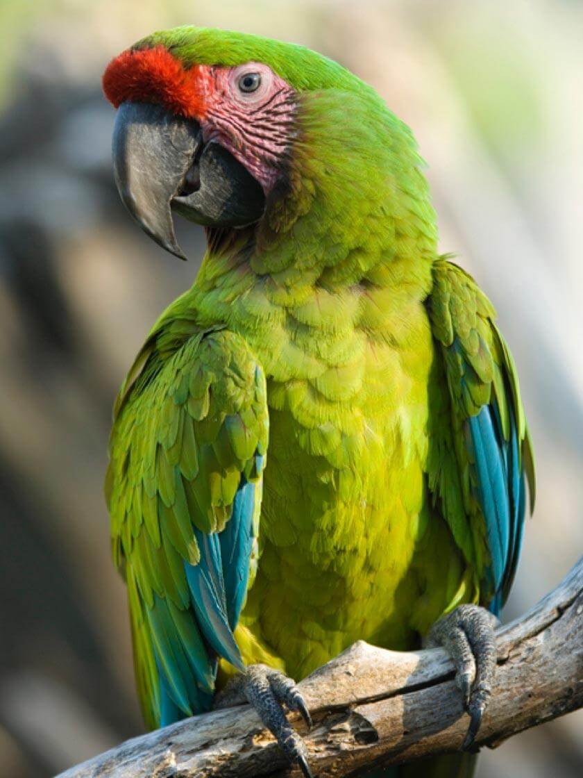perroquet ara de buffon