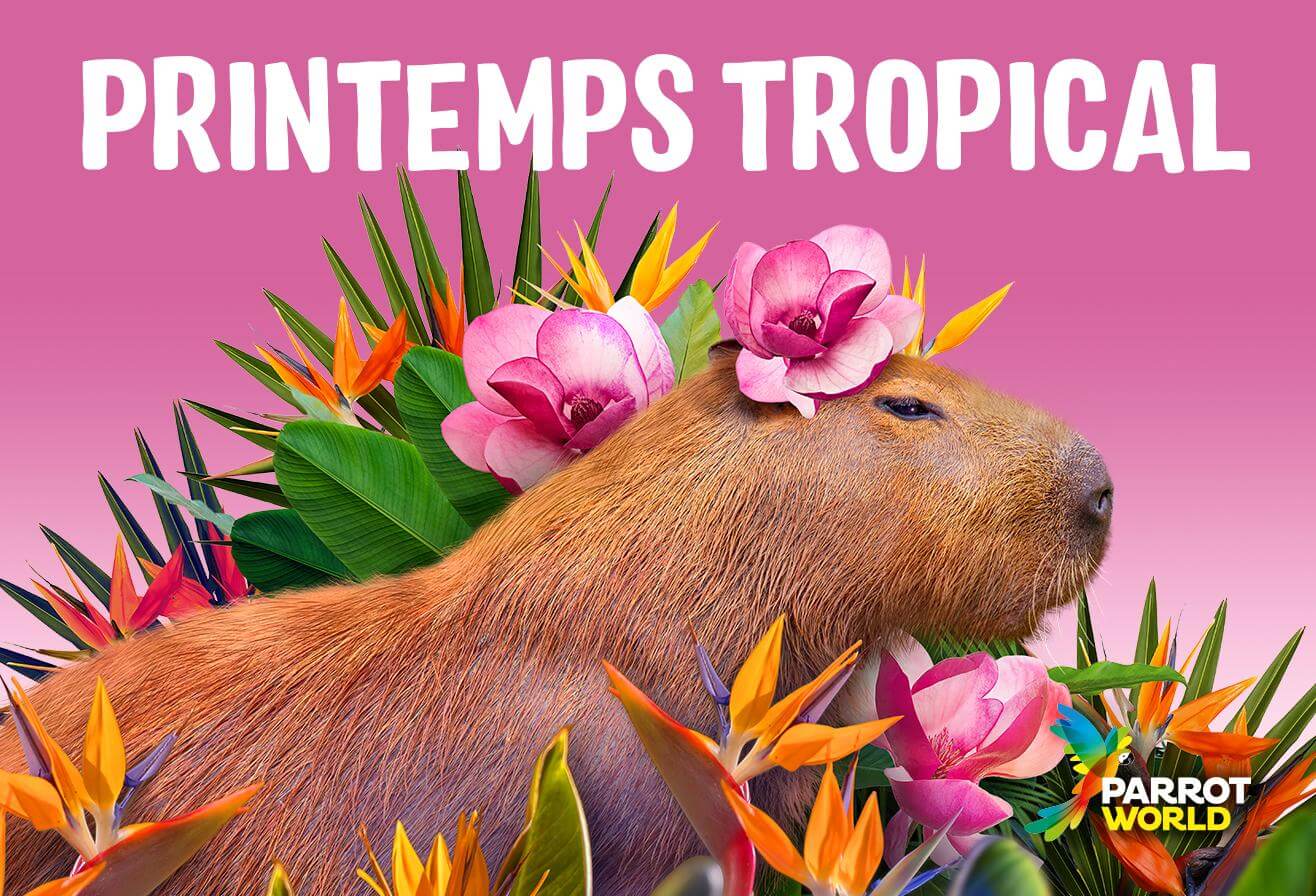 Printemps Tropical Parrot World - Capybaras