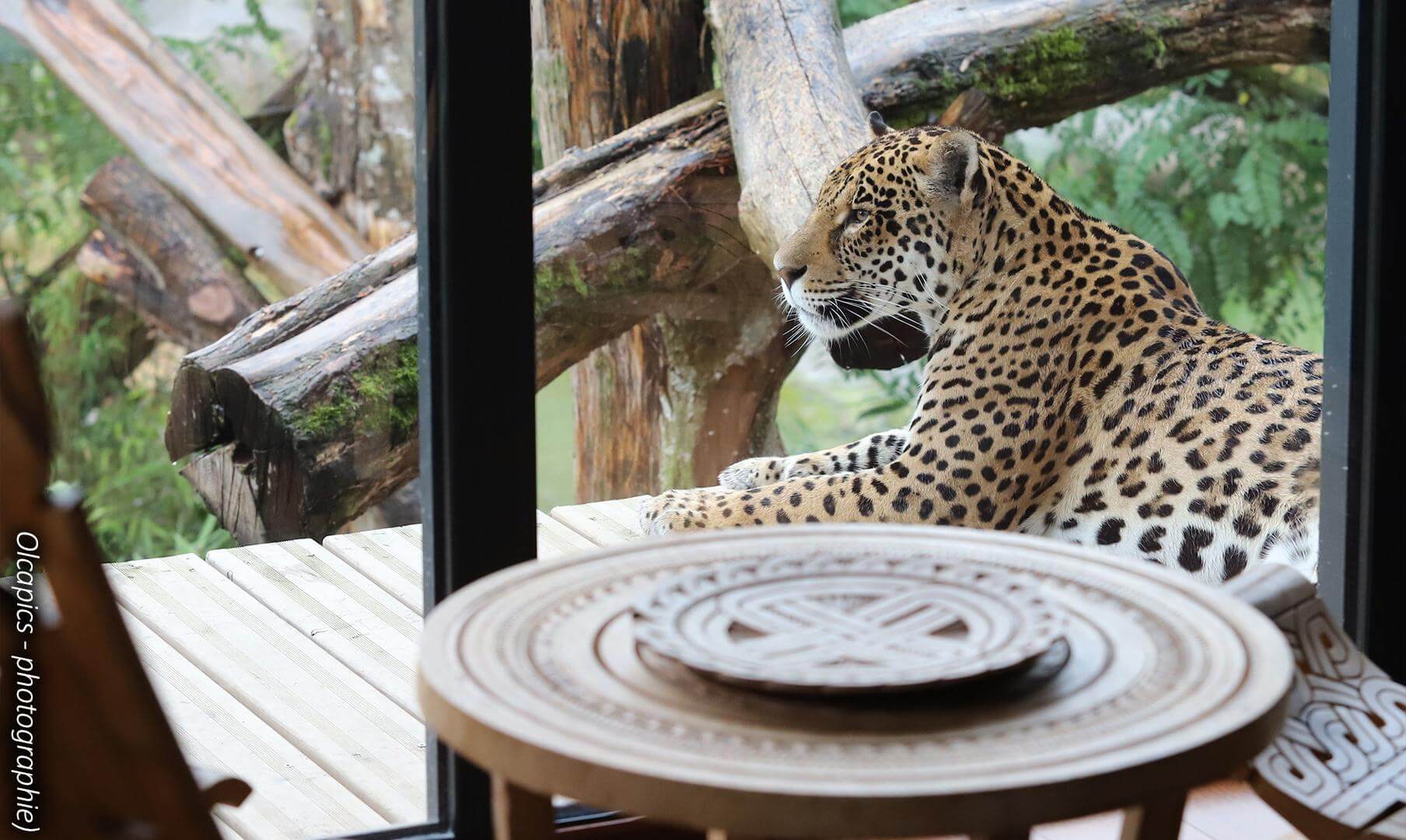 lodge jaguar