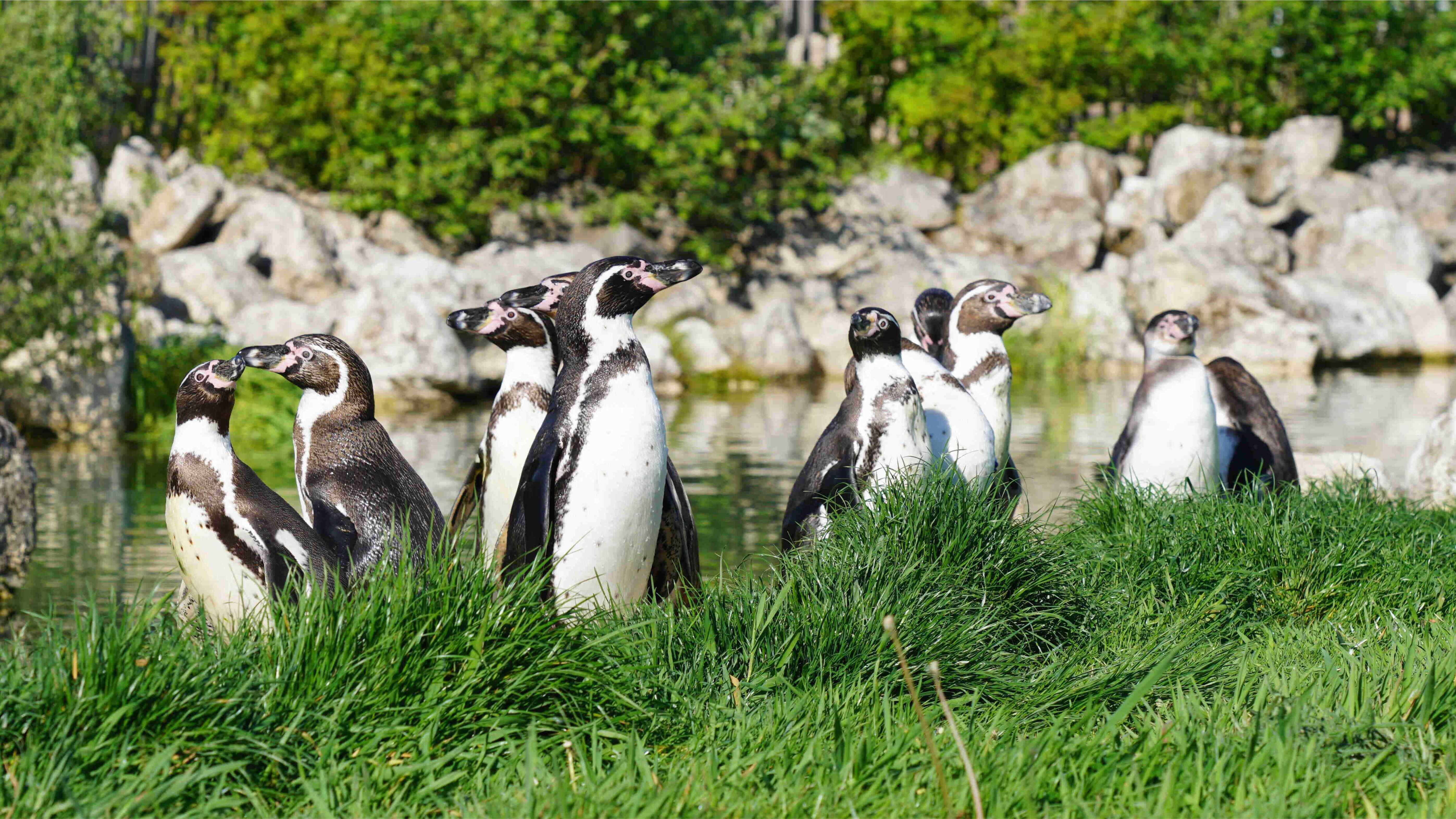 Parrot World - manchot