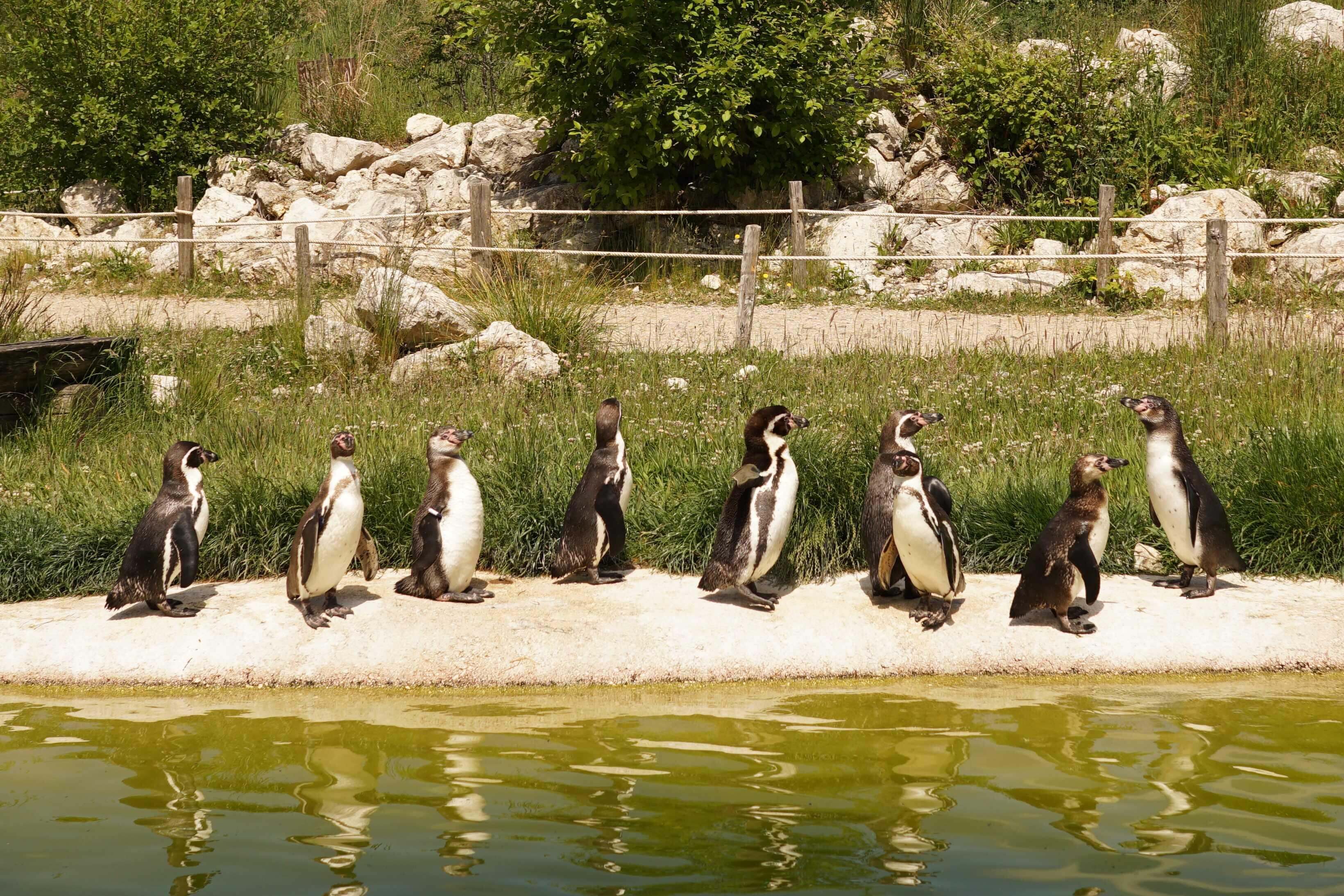 Parrot World - manchot