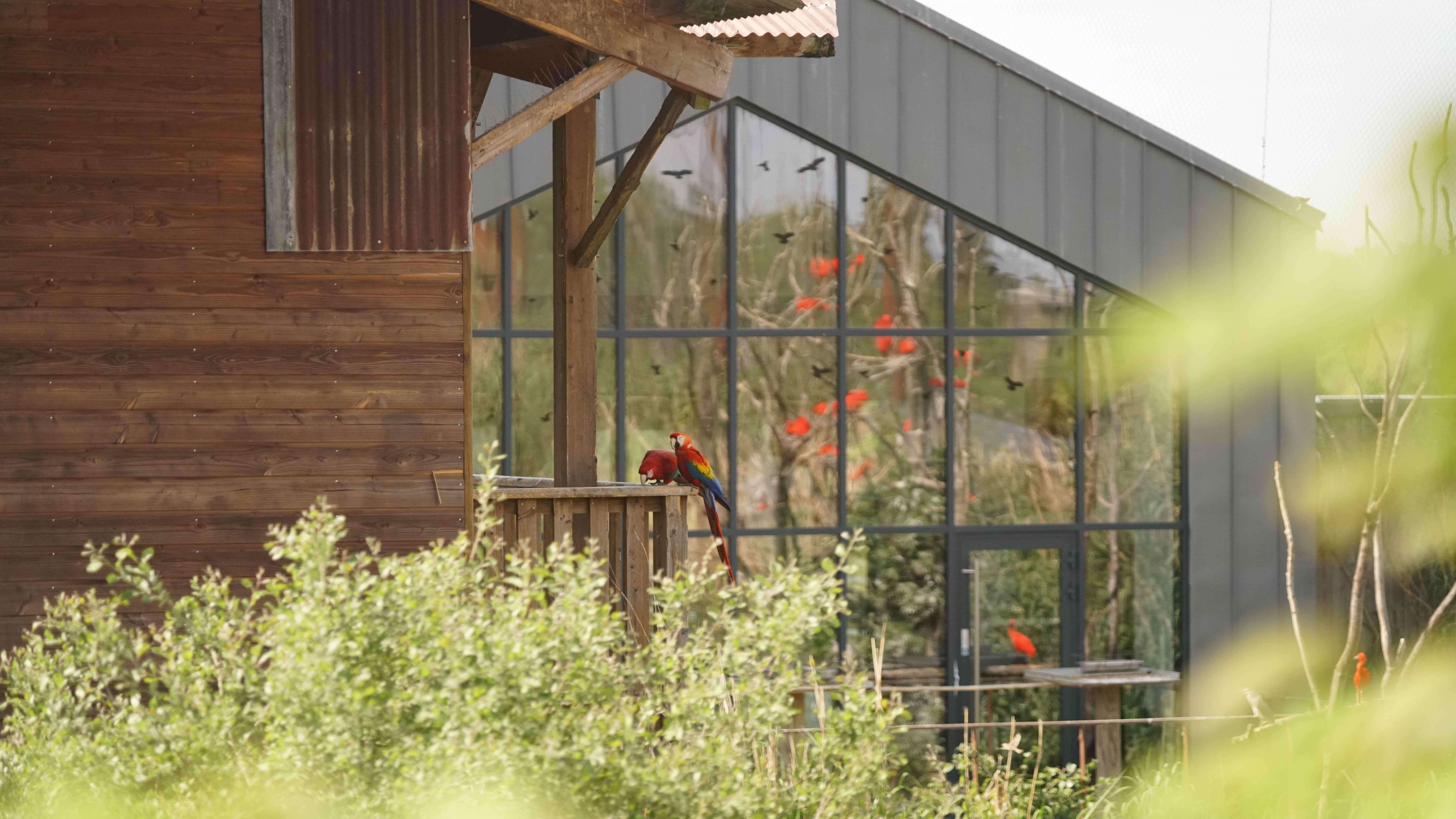 Parrot World - Lodge 21