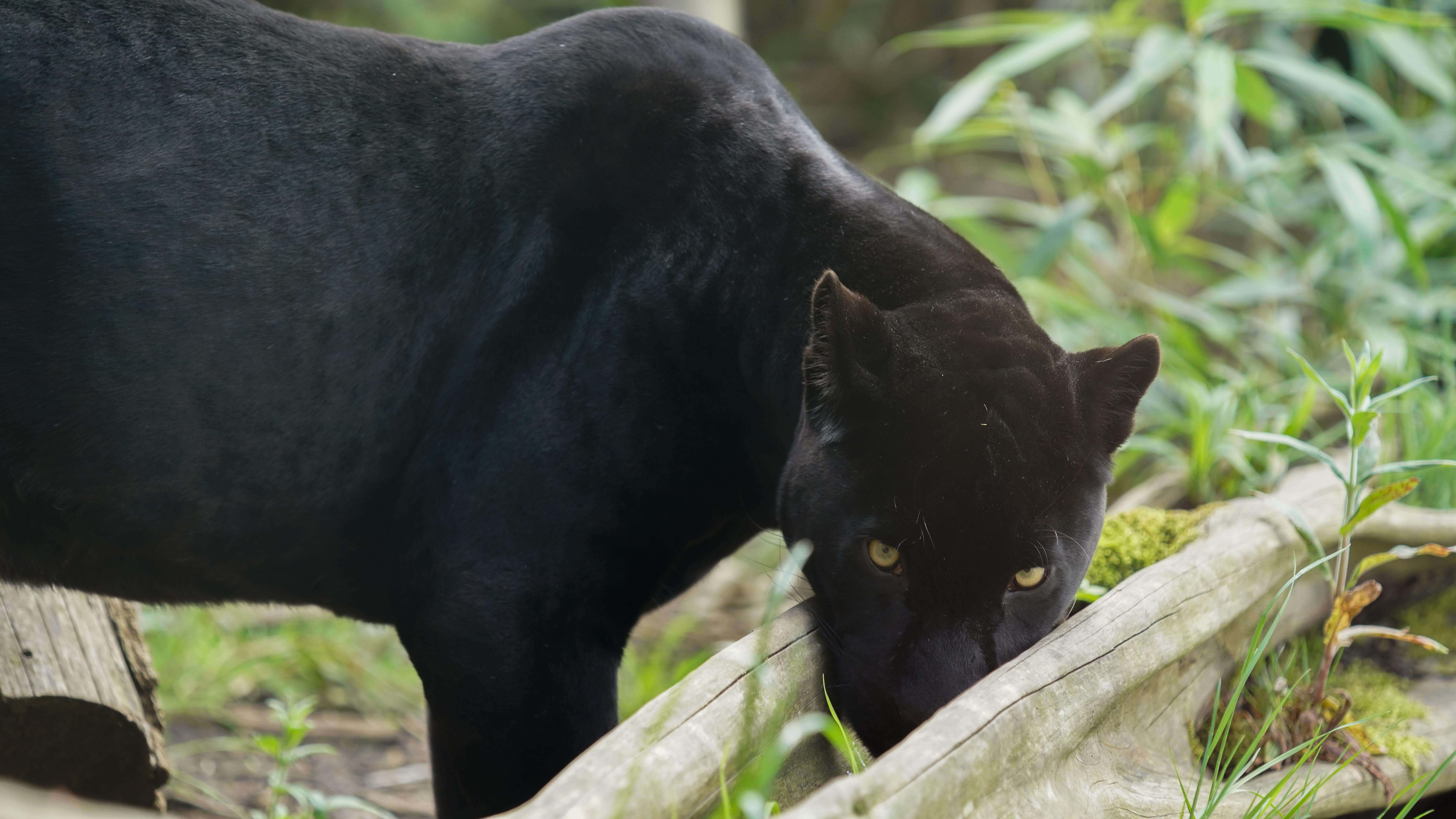 Parrot World - Jaguar (5)