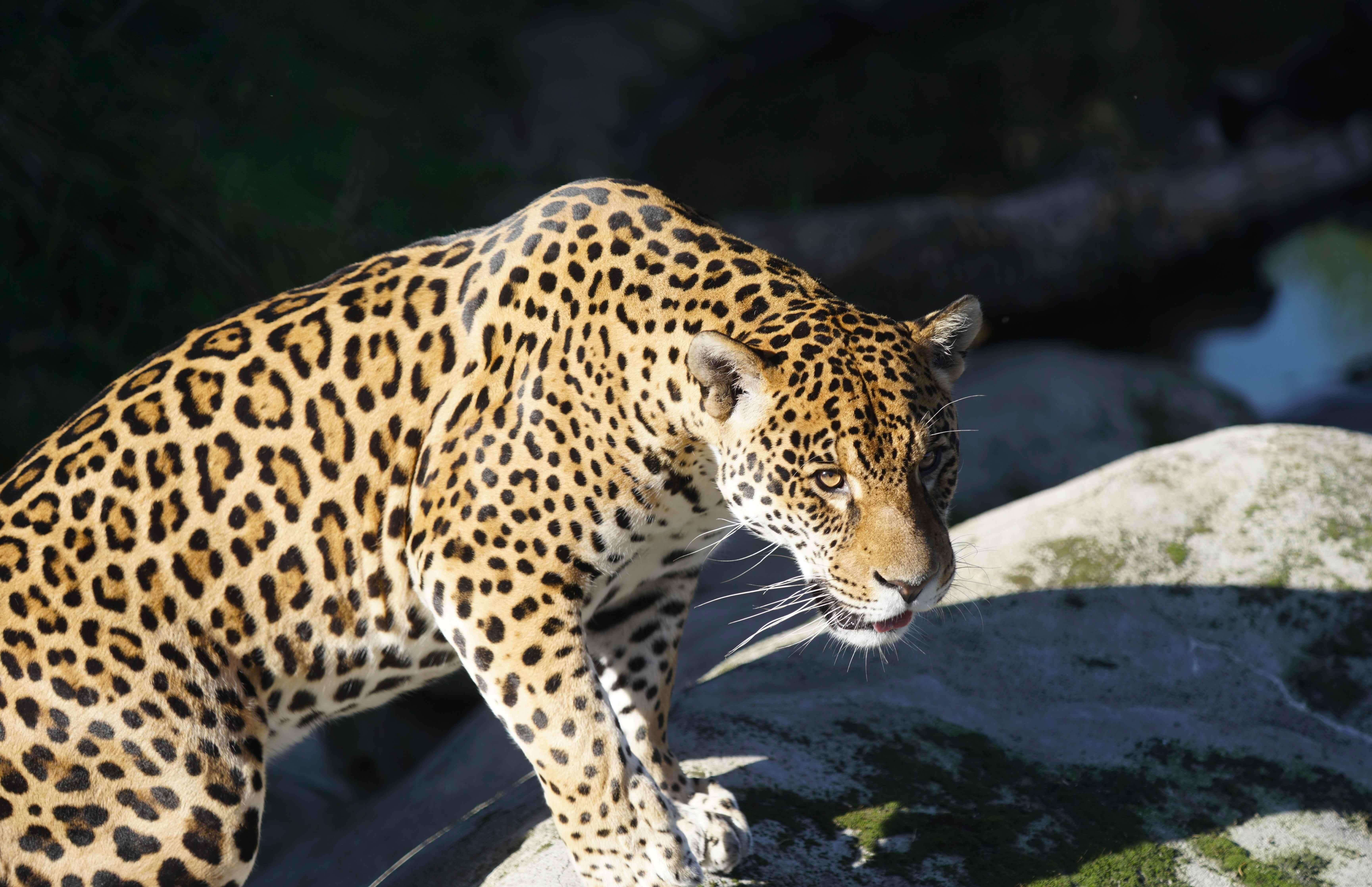 Parrot world - ti punch 2