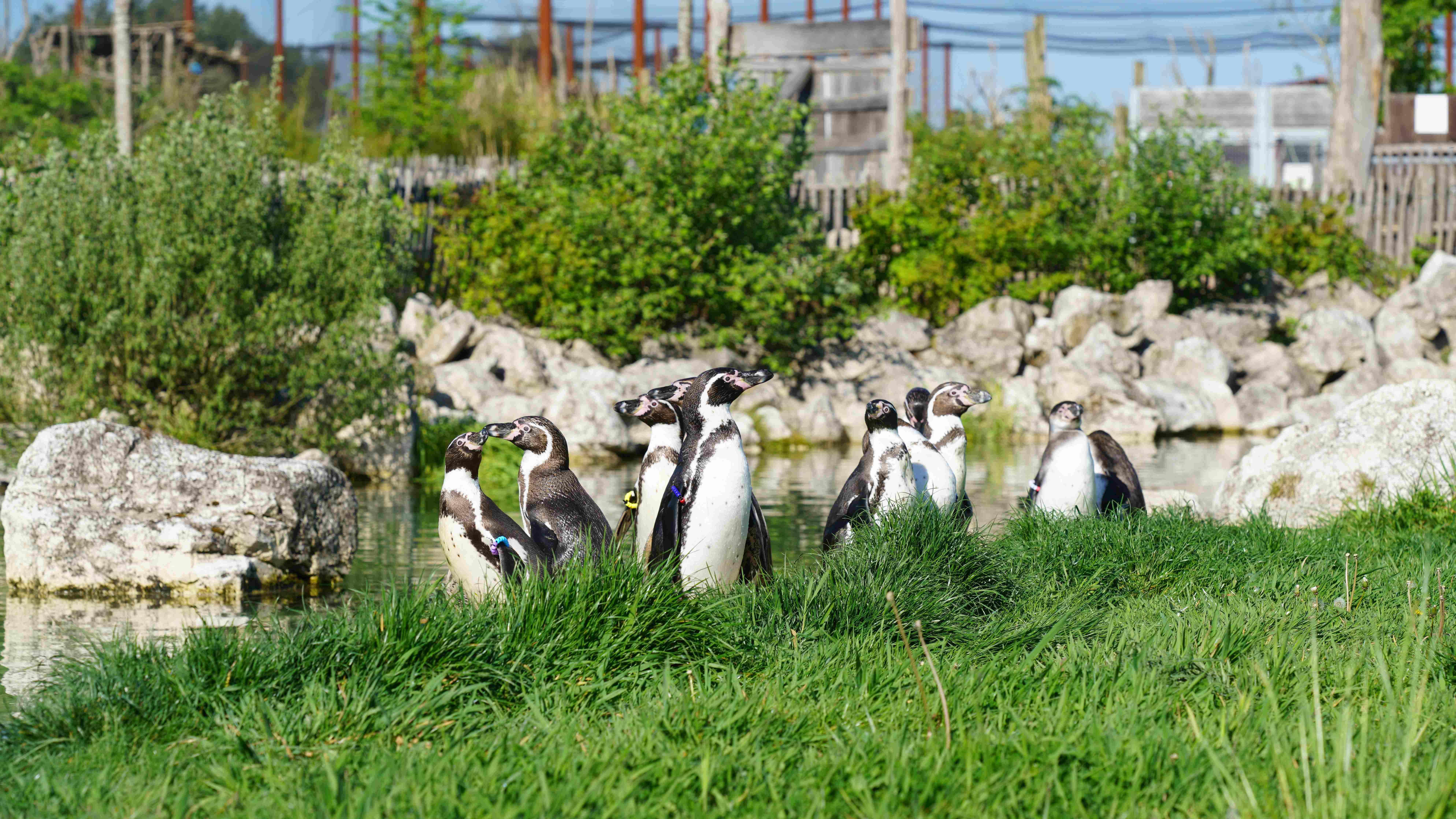 Parrot World - Manchots 4